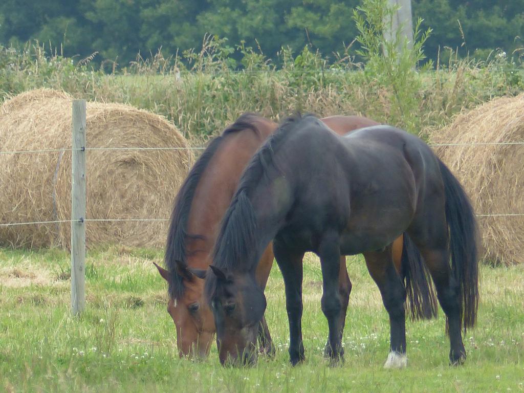 Paardenhof Guesthouse Esquelbecq Esterno foto